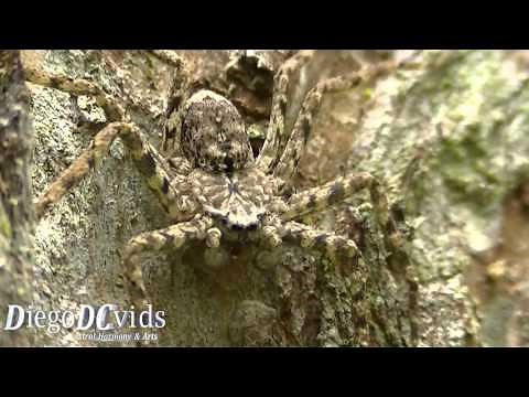 Spider in bark tree (Sparassidae) tree trunk spiders camouflaged