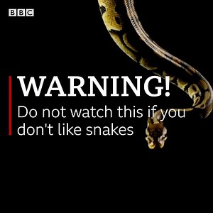 250K views · 615 reactions | "I'm asking you to respect these creatures, because they have a right to be on Earth, the same way we do." We know many of you may be scared of snakes, but it's World Snake Day so we asked the 'Snake Man of Lagos' - Dr Mark Ofua - why it's so important we protect them. | BBC News Africa | Facebook