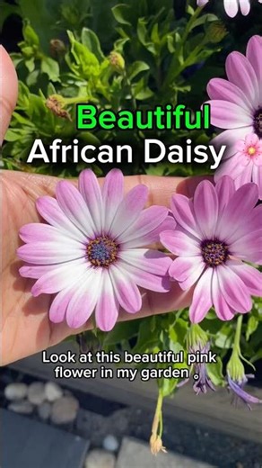 Beautiful Pink African Daisy Blooming in My Garden 🌸