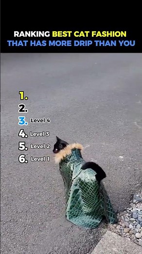 Ranking Best Cat Fashion That Has More Drip Than You #usa