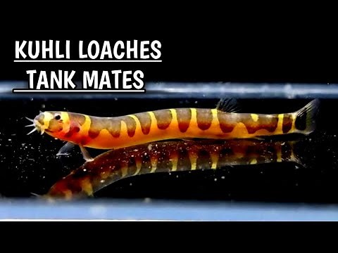 Kuhli loach tank mates | Tank mates for Kuhli Loaches .
