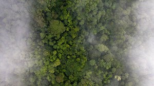 'Tiny Shrek': Elusive Green Bird Rediscovered After Nearly 16 Years