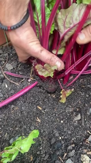 Harvesting Lettuce And Beetroot #compost #garden #health