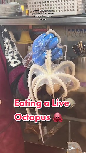 would you eat a live octopus too? 🐙🤭 #liveoctopus #octopus #gwangjangmarket #exoticfood #korea #southkorea #travel #traveltiktok #travelguide #wheretogo #whattodo #foodtok #food #foodie #foodtiktok