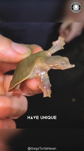 Soft-Shelled Turtle 🐢 Not a Normal Shell! Flat, soft, and flexible instead of hard. Moves fast and feels completely wrong. #wildlife #nature #animalfacts #1minuteanimals | 1 Minute Animals