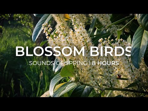 Ad Free – Blossom Birds | 8 Hours Sound of Spring for Relaxation & Meditation