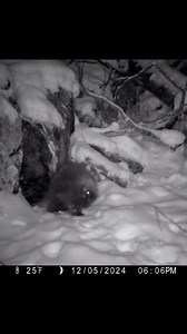11K views · 18 reactions | ❄️Have you ever wondered what porcupines...