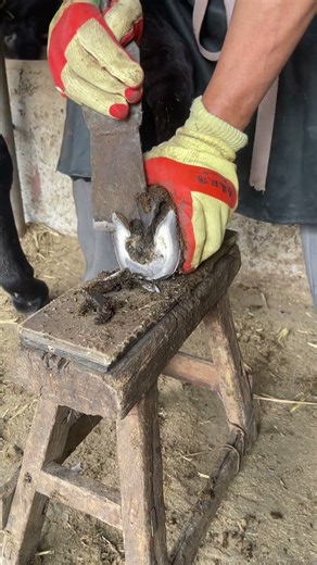 20260922 Love animals: Master trimming a donkey's hooves – a relaxing process to watch