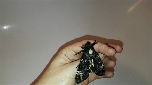 Woah, a screaming moth.