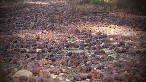 We truly believe "hunting" with your optics throughout the year is one of the best ways to set your self up for success. In this week's CropCare Equipment Tuesday Time Out Tip of the week, "Tha Hunter" himself, shares his rules for engagement when it comes to pointing your Vortex Optics in the right direction dependent upon the time of year. #vortexnation #glassing #scouting | Blitz Outdoors