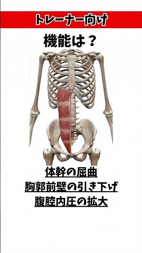 腹部の筋肉の基礎知識 #パーソナルトレーナー #筋肉 #解剖学 #クイズ #筋トレ #腹直筋 #腹筋 #反り腰 #腰痛