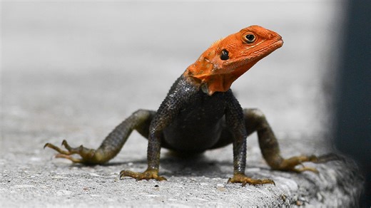 Help! My pet caught one of those red-headed lizards seen in Florida. Is it dangerous?