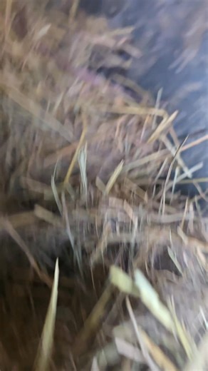 Little baby Mexican jumping beans everywhere 🥰🥰🥰 #farmlife #farming #farminglife #agriculture | Action Farms Maine Coons