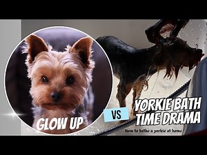 Yorkie Bath Time Made Easy | Tips for Washing Small Dogs