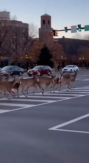 BREAKING NEWS: TOTAL CHAOS in downtown Erie this morning...dozens of deer sprinted straight through Perry Square, leaping over cars and scattering pedestrians. Drivers slammed brakes, horns blared, and one deer even landed on a sedan hood. Witnesses say it looked like a wild stampede in the middle of rush hour. Only in Erie. | Erie Breaking News
