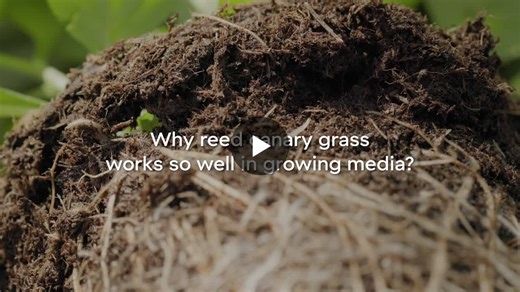 Why reed canary grass works so well in growing media? | Kekkilä-BVB