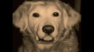 犬のうた ～ありがとう～（フォトトレイラー） / エイジア エンジニア