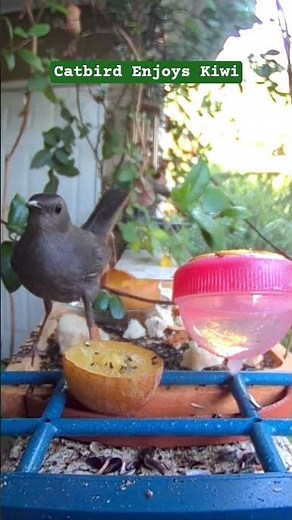 Gray Catbird eats his first kiwi 🥝