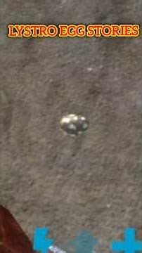 Lystro Egg 🥚 Story