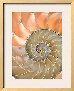 Art.com Shells 4 by Doug Chinnery Framed Photographic Print, 21 x 17", Pink