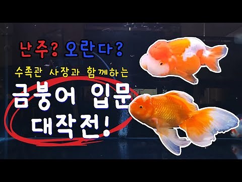 금붕어 전문 수족관 사장과 함께 난주와 오란다로 금붕어 입문하기 | 금붕어키우기 | 난주 | 오란다