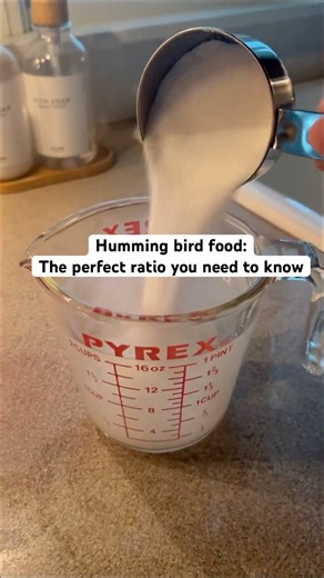 Humming bird food: the PERFECT ratio you NEED to know.