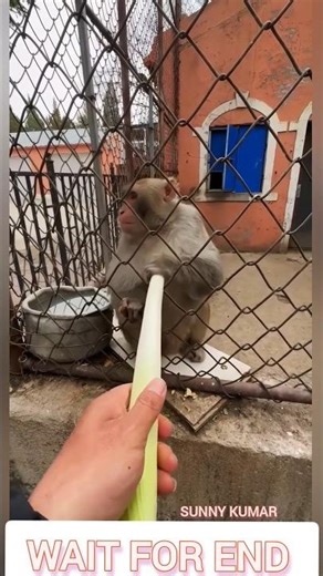 Cutest Monkey Eating Moments 🐒❤️#monkeyshorts #funnymonkey #animals #wildlife #bandar #monkeyvideo