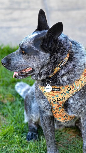 𝓣𝓱𝓮 𝓛𝓲𝓯𝓮 𝓞𝓯 𝓑𝓸𝓾𝓷𝓽𝔂 𐚁 on Instagram: "Straight outta the ᴡɪʟᴅ ᴡᴇꜱᴛ 💛 harness, collar & tag from @_dustytails 🤠 Use code: BOUNTY at checkout 🛍️ ════ ⋆★⋆ ════ ೃ⁀➷ 𝔱𝔞𝔤𝔰 #bounty #australiancattledog #australiancattledogs #australiancattledogsofinstagram #cattledogs #cattledogsofinstagram #cattledogpuppy #cattledogsofaustralia #cattledognation #cattledogsdaily #cattledogcrew #cattledoglovers #acd #acdpuppy #acdofinstagram #blueheeler #blueheelers #blueheelersofinstagram #blueheel