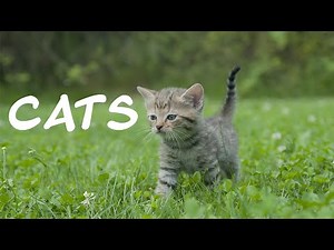 Cats Sound Effects | Sound Pack