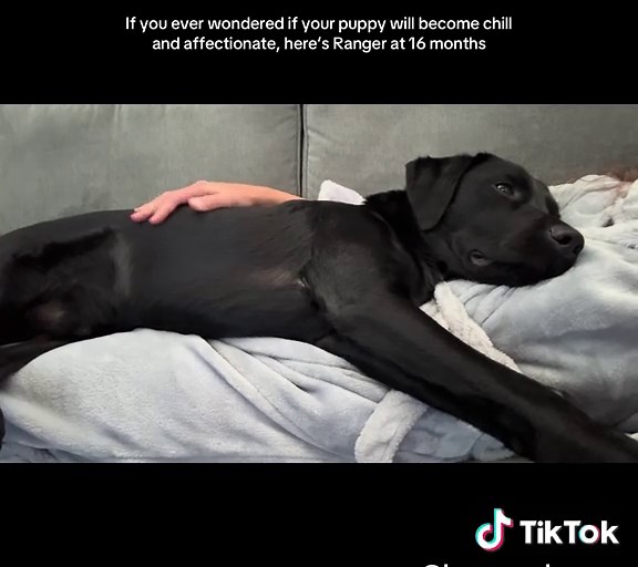 Dogs Can Chill: Ranger the Labrador's Affectionate Side