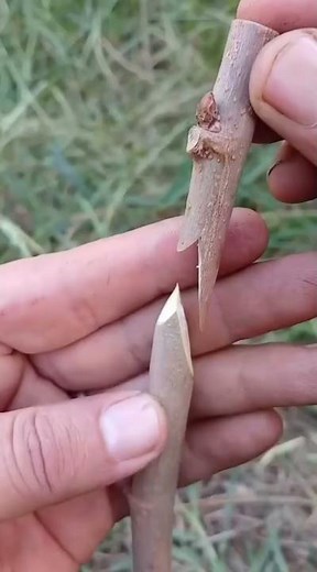 Easy Grafting Tutorial