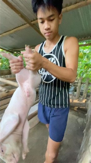 Vaccination time for piglets #backyardfarming