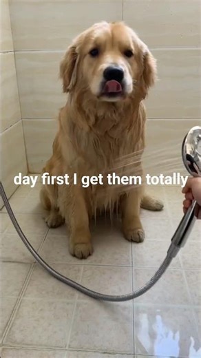 How to Groom Your Dog AT HOME (A Complete Guide)