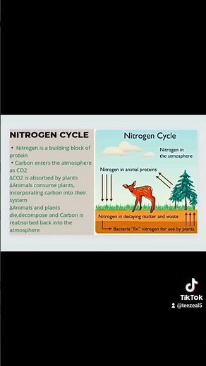 Agricultural sciences|grade 10|Term 1|Nitrogen cycle