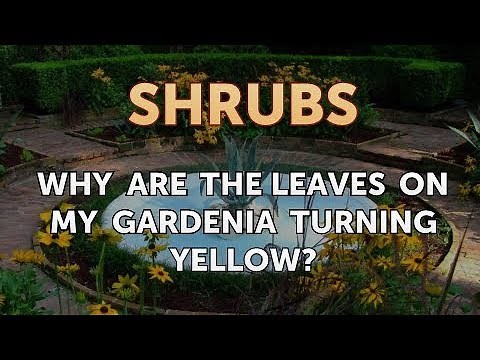 Why Are the Leaves on My Gardenia Turning Yellow?