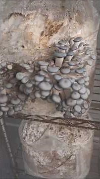 Ready. Set. Go. Mushroom Farm #mushroomcultivation #mushroomgrowing #mushroomfarming