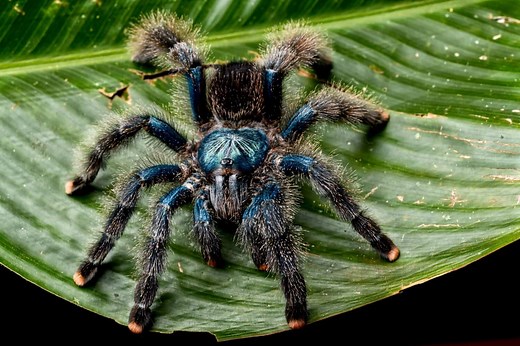 Tarantula Habitats Explained, From Tree Tops to Tunnels
