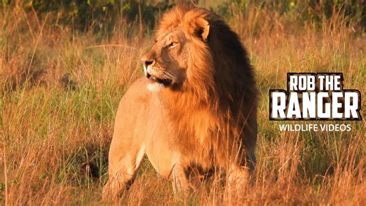 Stunning male lion patrols territory while marking with roar