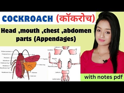 Cockroach (L-1),Morphology of Cockroach, Appendages of Cockroach, bsc 1st year zoology knowledge add