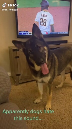 Thor the wolf pup. #foryoupage #fypシ #shepsky #dogs #dogofticktok | dogs