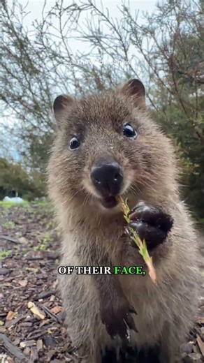 The Happiest Animal on Earth 😊 #cuteanimals #animals #funnyanimals #animalshorts