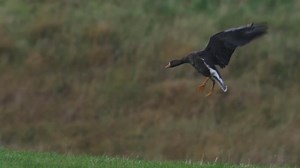 Flying into the weekend like these Greenland White-fronted Geese. Did you know that more than half of the global population of this subspecies overwinters in Scotland? Sadly, their numbers have declined significantly over the past few decades, which means the continued protection of their habitat in Scotland is vital to their survival. | RSPB Scotland