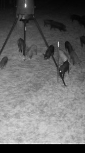 Watch as we demonstrate the importance of whole sounder captures. #JAGERPRO #feralhogs | Jager Pro Hog Control Systems