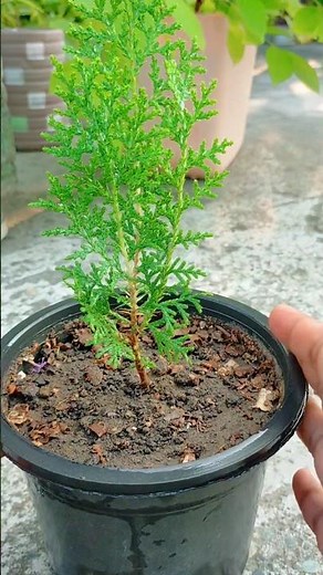 How to grow Morpankhi Plant | Thuja/Vidya padhai plant #shorts #morpankhi #thuja #plants #parmanent