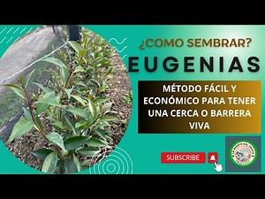 HOW TO PLANT EUGENIA? AN EASY AND ECONOMICAL METHOD TO HAVE A LIVING FENCE OR BARRIER IN THE GARDEN
