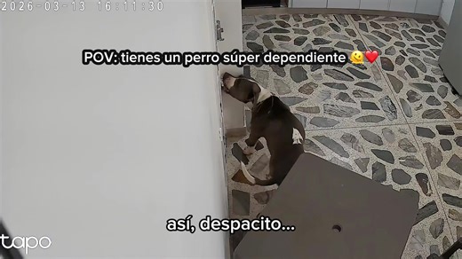 Yeico haciendo su show del día 🙄😂❤️ #perros #perrostiktokers #fy #pitbull