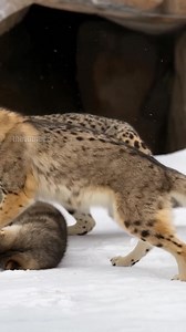 Wolves Team Up To Save Their Child From Evil Predator! #rescue #wildlife #animals | Paul & Friends