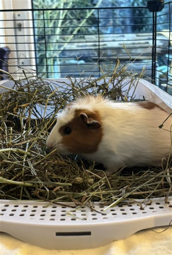 Guinea Pig's Hilarious Cleaning Chaos