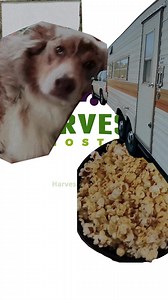 To make every night of your RV trip an unforgettable experience, try Harvest Hosts! Stay at farms, wineries, breweries, drive-in movie theaters, lavender farms, apiaries, or countless other types of unique locations! Best of all, you’ll get unlimited overnight stays at all 5,000+ of our RV camping locations. Sign up today to start your adventure! | Harvest Hosts | Facebook