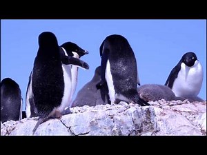 Adelie Penguins - Antarctica
